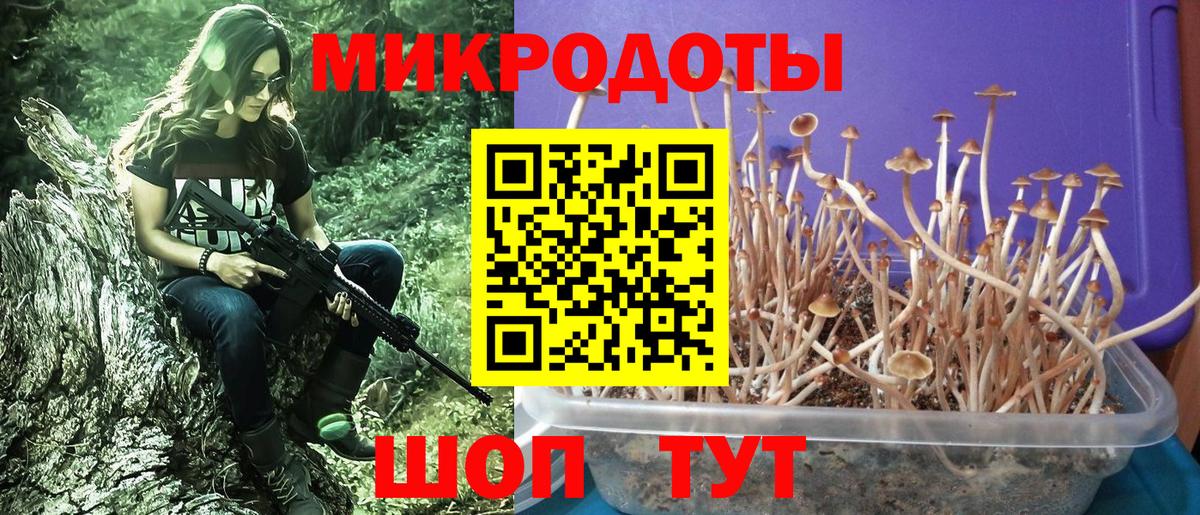 Псилоцибиновые грибы Cubensis  Вход с VPN  Камень-на-Оби 